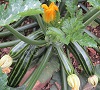 Courgettes & Squash Collection